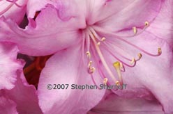 rhododendron thumbnail graphic